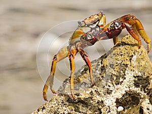 Sally lightfoot crab Grapsus grapsus, on a rock in Bonaire photo